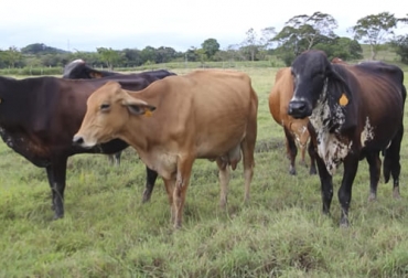En una finca del Magdalena Medio se trabaja el doble propósito aunque con orientación hacia la leche. Foto: Captura de pantalla Ganado doble propósito leche