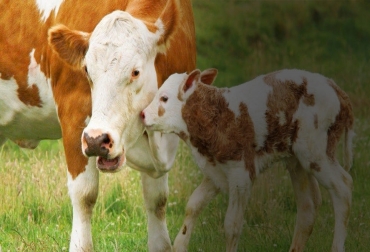 Las enfermedades reproductivas tienen un costo alto para cualquier ganadería y por eso la clave está en la prevención y el diagnóstico temprano. Foto: expertoanimal.com Enfermedades reproductivas del ganado