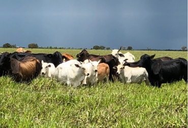 Hacienda San José es una novedosa apuesta para la producción de carne bovina en zonas tropicales de los Llanos Orientales con los más altos estándares de calidad. Foto: Fedegán Hacienda San José Ganadería Sostenible regenerativa innovación Genética reforestación Altiplanimetría