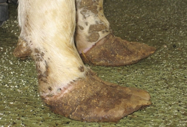 Una de las alteraciones que más impacto genera en la ganadería es la laminitis, que se puede apreciar en la imagen. Foto: blog.consentidovacuno.es alteraciones aparato locomotor bovinos
