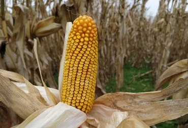 Cuando el maíz se destina a ensilaje de planta completa, se espera una mayor producción de materia verde y una ventana de picado más larga. Foto: INTA. manejo maiz silo