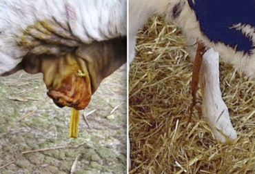La onfalitis y la onfaloflebitis son enfermedades que afectan el ombligo de los terneros pero que los pueden llevar hasta la muerte. Foto: perulactea.com - Onfalitis bovinos onfaloflebitis en bovinos