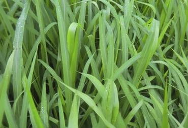 Los pastos de corte permiten tener alimento para el ganado durante todo el año sin importar la época de verano o exceso de lluvias. Foto: Captura de pantalla Pastos de corte para tener alimento bovino todo el año