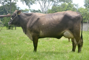 Esta raza se destaca porque los machos adultos logran obtener un peso entre 750 y 1.000 kg, mientras las hembras alcanzan pesos de 450 a 600kg. Foto: Pinterest-Duthilleul Camille raza Suiz-bú