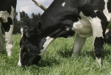 El profesor Héctor Correa propone extraer energía del pasto a través de técnicas como la extrusión húmeda o la amonificación, para no buscarla en los suplementos ricos en almidón. Foto: Fedegan FNG vaca comiendo pasto