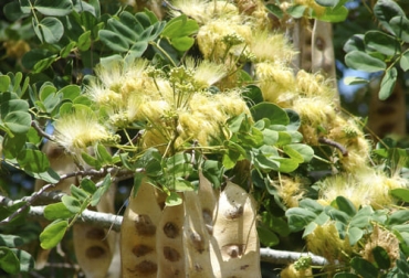 Conocida como ébano del oriente o acacia amarilla, esta planta de clima cálido puede aportar forraje de calidad para los bovinos. Foto: es.wikipedia.org ebano oriente albizia lebbeck ganaderia