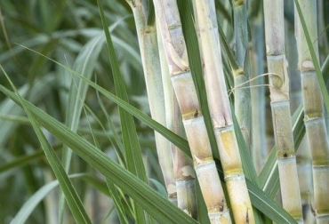 Según Agrosavia, la inclusión de cogollo y/o caña integral de la caña de azúcar en la dieta de novillos en las fases de levante y ceba, además de contribuir en mayores ganancias de peso, es una alternativa económica. Foto: ucf.edu.cu caña azúcar cogollo tallo cana integral ganado