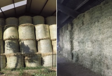 La conservación de la comida del ganado es clave para atender los requerimientos de los animales durante las épocas críticas. Foto: Captura de pantalla Conservación de comida