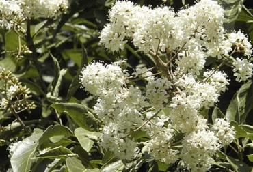 El nogal cafetero (Cordia alliodora) se puede implementar como árboles de sombra en cultivos cafeteros o en sistemas silvopastoriles para ganadería. Foto: ecosdelbosque.com cordia alliodora nogal cafetero sistemas silvopastoriles