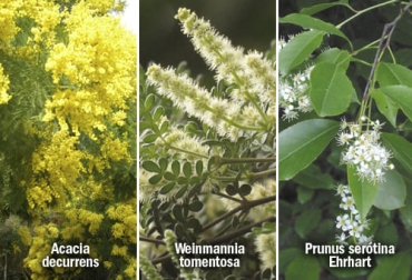 La acacia amarilla, el encino y el capulí son tres de las 40 especies con potencial agroforestal como cercas vivas en zonas altas del suroccidente colombiano. Foto: es.wikipedia.org - naturalista.mx plantas potencial agroforestal cercas vivas
