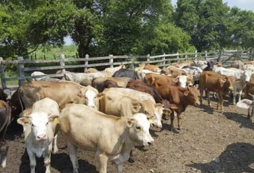 Para tener una explotación ganadera rentable es importante tener en cuenta aspectos como la fertilidad, la salud, el inventario ganadero y la definición de tareas. Foto: elproductor.com Explotación ganadera rentable