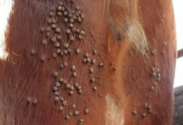 La garrapata común genera problemas en ganancia de peso y caída en la producción de leche. Foto: INTA. garrapata común