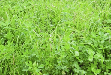 En términos generales, existen 3 tipos morfológicos en el crecimiento de las gramíneas: erectas, semierectas y decumbentes o postradas. Foto: researchgate.net gramineas leguminosas habito de crecimiento