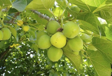 La Jatropha curcas, que tiene aceite útil para la producción de biodiesel, se puede usar como cerca viva en fincas ganaderas y como insecticida y acaricida. Foto: hablemosdeflores.com planta jatropha ganadería