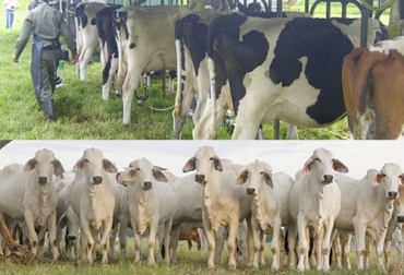 Las bases transversales para todos los ganaderos según Avellaneda: hacer uso de registros, invertir en praderas y buscar suplementación energética dentro de la misma finca. Foto: semanariovoz.com - revistageneticabovina.com vacas leche ganado carne alimentación nutrición