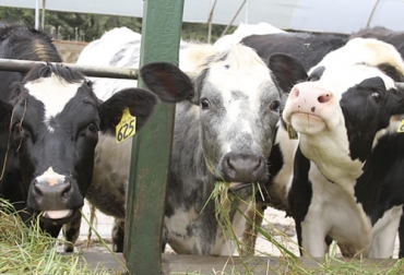 La genética es un factor clave para la ganadería en cualquier momento y eso queda comprobado luego de la pandemia donde se hace más necesario tener animales resistentes y adaptados. Foto: procampo.com.ec índice de selección genética