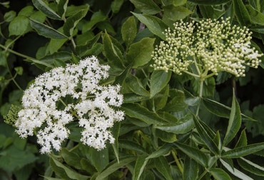 El sauco, la dalia imperial y la acacia negra pueden ser alternativas forrajeras para alimentar al ganado. Foto: asturnatura.com sauco sambucus nigra alimento vacas