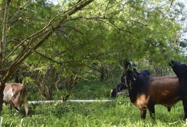 Una de las ventajas de los sistemas silvopastoriles es el aumento en la producción de forraje para los bovinos. Foto: pasturastropicales.com Ventajas sistemas silvopastoriles