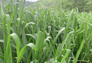 Agrosavia Sabanera es una pastura que funciona bien en altas temperaturas y contribuye a la alimentación del ganado. Foto: saenzfety.com Cultivo de pastura Agrosavia Sabanera