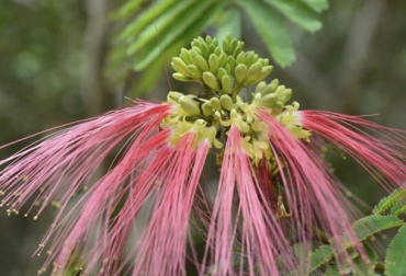 La Calliandra houstoniana var. calothyrsus es una variedad de leguminosa originaria de Centroamérica y que tiene múltiples usos, incluyendo la ganadería. Foto: colombia.inaturalist.org calliandra calothyrsus ganaderia