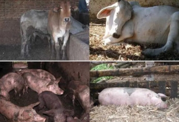 Una cama para cualquier tipo de ganado consiste en recoger la excreta de los animales y hacer un colchón con material vegetal en el piso del corral. Foto: Cortesía cama para bovinos y cerdos