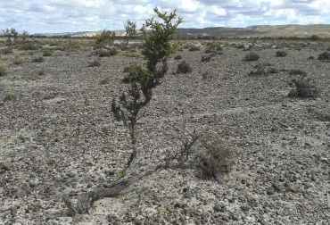 Tenga en cuenta estos aspectos para mitigar el cambio climático. Foto: INTA. cambio climatico
