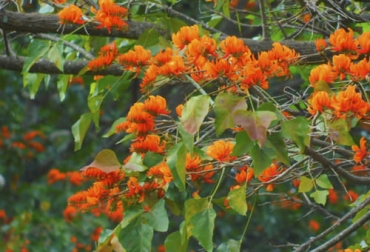 El cámbulo o cachimbo, como se conoce a la Erythrina poeppigina, es una leguminosa que puede asociarse con otras especies en sistemas silvopastoriles. Foto: colombia.inaturalist.org arbol cambulo o cachimbo erythina poepppigiana