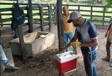 “El ganadero tiene en el ciclo de vacunación obligaciones precisas las cuales están descritas en las normas sobre la erradicación de la fiebre aftosa en el país”: José De Silvestri. Foto: Cortesía. Lo que debe hacer en el momento de la vacunación