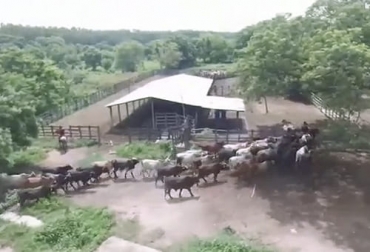 La Hacienda El Porvenir es un modelo de ganadería sostenible en el trópico bajo con una importante recuperación de los suelos. Foto: Captura de pantalla Ganadería sostenible