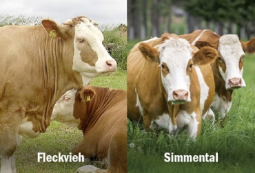 Conozca si realmente existen características entre el ganado fleckvieh y el simmental.Foto: mapa.gob.es - diariolaeconomia.com raza bovina fleckvieh simmental