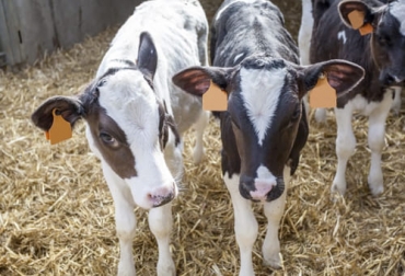 El experto asegura que el manejo de las enfermedades reproductivas en sistemas de cría debe comenzar por la organización y la toma de registros. Foto: ganaderia.com Cómo manejar las enfermedades reproductivas en sistemas de cría