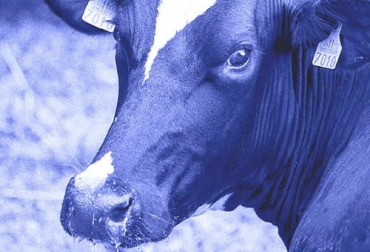 Los investigadores estimaron un valor de pérdidas económicas de USD 15.573 al año asociado al decomiso de fascioliasis. Foto: bmeditores.mx Fascioliasis en Santander