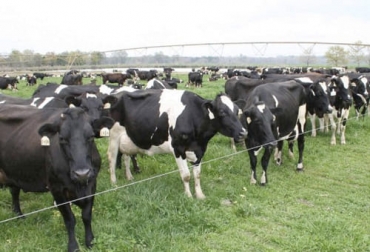 En países como Reino Unidos y Canadá están empezando a aplicar ganadería sostenible y regenerativa, así como lo ha hecho Colombia. Foto: regenerationinternational.org ganaderia regenerativa en paises desarrollados