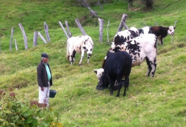 ICA bloqueará los predios que desarrollan actividades ganaderas de bovinos y bufalinos dentro de las áreas del Sistema de Parques Nacionales Naturales. Foto: ICA. registro predios parques naturales