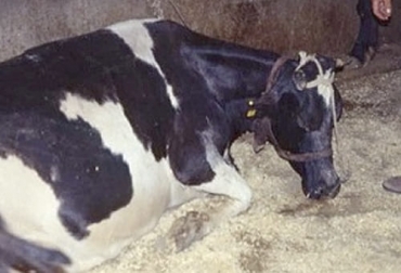 Indigestión simple en bovinos es una enfermedad que se presenta de manera esporádica pero que deja graves repercusiones en los bovinos. Foto: agromundo.co ¿Indigestión simple en bovinos?