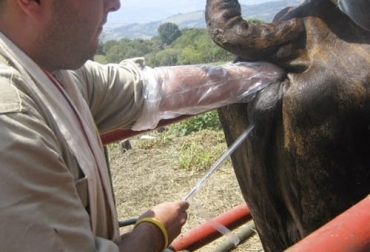 Estas son tres claves para configurar su programa de reproducción con inseminación artificial y tener éxito en una producción con ganado de carne. Foto: generalidadesdelaganaderiabovina.blogspot.com inseminacion artificial en ganado bovino para carne