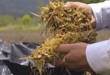 El ensilaje es una buena alternativa para tener alimento para el ganado en época de escasez. Foto: Captura de pantalla Ensilaje para el ganado