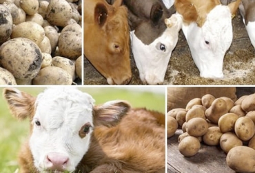 Si está en busca de un suplemento energético para rumiantes, la papa es una alternativa que debe ir acompañado de forraje y alimentos que contengan fibra para los bovinos. Foto: garden-es.desigusxpro.com Si está en busca de un suplemento energético para rumiantes, la papa es una alternativa