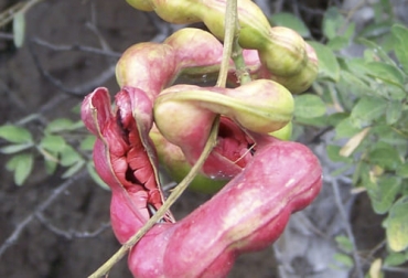 El chiminango, guamúchil o jaguay, como se conoce al Pithecellobium dulce, es una leguminosa que se utiliza como cerca viva, barreras rompevientos y sombra. Foto: es.wikipedia.org chiminango guamúchil pithecellobium dulce