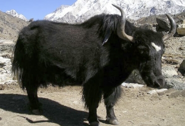 Yak salvaje, bovino más grande del mundo que tiene cola de caballo, cuenta con mucha semejanza a los bisontes y un peluculiar aspecto físico. Foto: animales.website Yak salvaje, bovino más grande del mundo que tiene cola de caballo