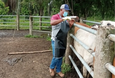 “La población marco inicial o proyectada por el ICA para vacunar contra fiebre aftosa es de 29,5 millones de bovinos (29.543.715 animales)”: José De Silvestri. Foto: Fedegán Vacunación contra la fiebre aftosa, brucelosis y rabia silvestre