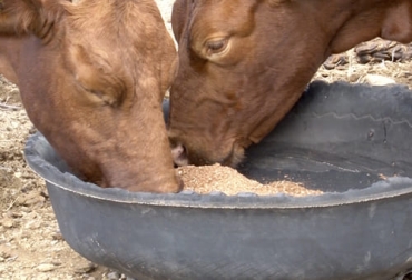 Siguiendo alguno de estos consejos usted podrá mitigar un poco el impacto del alza de los concentrados y demás suplementos para alimentar a sus bovinos. Foto: eldespertardelcampo.com.mx inflacion suplementos concentrados o balanceados en ganaderia