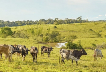 Las 12 tendencias para la ganadería sostenible del futuro son muy variadas, porque van desde prácticas, productos, hasta personas. Foto: cormacarena.gov.co Tendencias para la ganadería sostenible del futuro