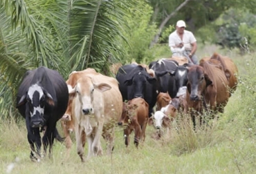 Sepa si tiene suficientes sementales en su ganadería viendo los niveles de partos a los cuales llega su finca. Foto: regioncaribe.com.co Sepa si tiene suficientes sementales en su ganadería