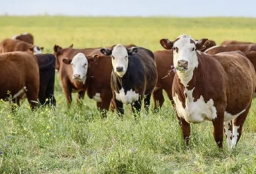 La ganadería regenerativa también necesita una vaca ideal tanto para sistemas doble propósito como para producciones de carne. Foto: larepublica.net La ganadería regenerativa también necesita una vaca ideal