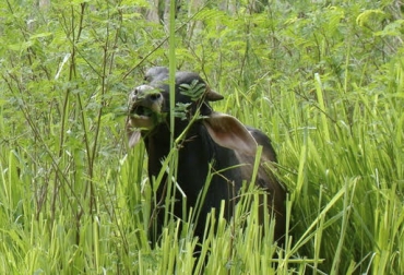 El bovino debe consumir el pasto hasta donde le guste y lo nutra, no importa si se deja al ras. Foto: hdavidgarciam.blogspot.com Hasta dónde consumir el pasto