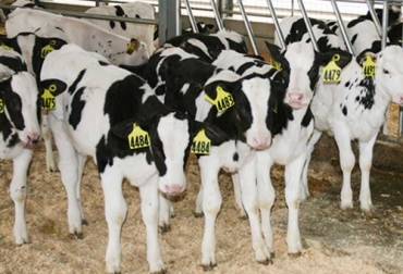 El experto asegura que se debe hacer un manejo sanitario antes del destete basado en el control. Foto: portalechero.com Manejo sanitario antes del destete