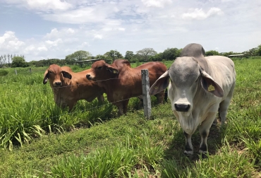 “Colombia es actualmente el mejor exponente de brahman y, de igual manera, es el mayor productor y el que ha logrado la mejor calidad y fenotipo”, manifestó Cesar Payan. Foto: Cortesia