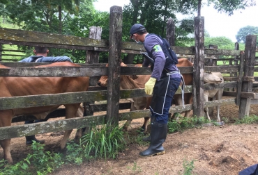 De acuerdo con el informe estadístico preliminar este nivel de vacunación se ha efectuado en el 52,9% de los predios ganaderos del país. Foto: Cortesía. cuarta semana del ciclo de vacunación