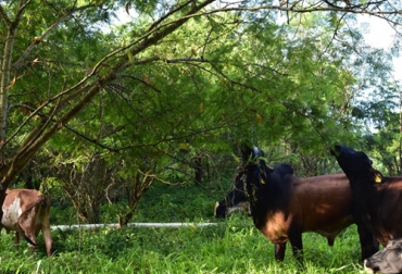 Un estudio en el Caribe seco colombiano encontró aumentos en la producción de leche en más de 400 % con SSPi, pasando de 1149 kg/ha/año en sistema convencional a 5551,65 kg/ha/año. Foto: jornada.com.mx cantidad y calidad de leche en sistemas silvopastoriles intensivos